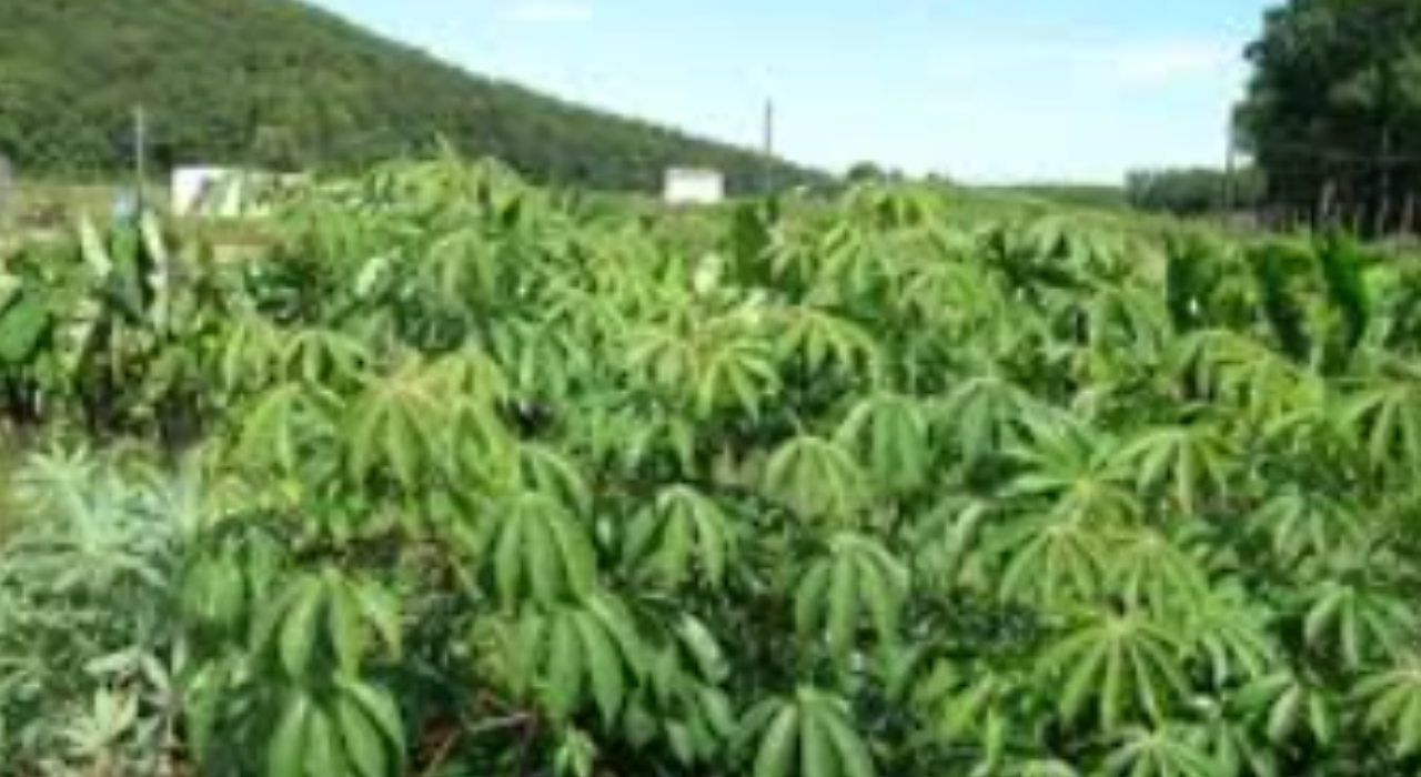 Sam and precious cassava