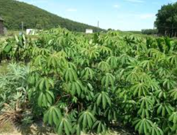 Global Mclien Software Solutions Farming