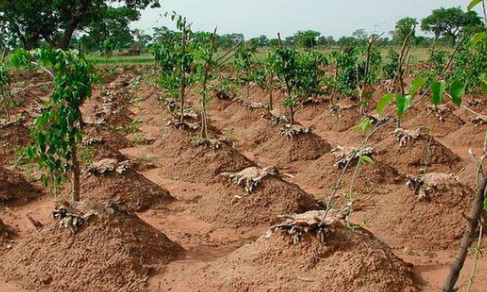 Global Mclien Software Solutions Farming