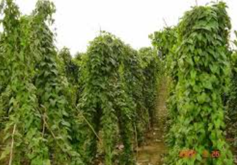 Global Mclien Software Solutions Farming