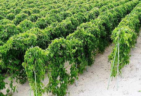 Global Mclien Software Solutions Farming