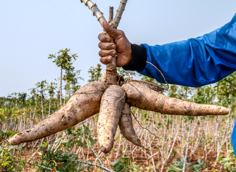 Global Mclien Software Solutions Farming