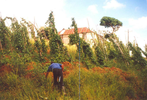 Global Mclien Software Solutions Farming