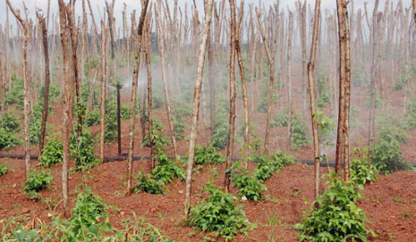 Global Mclien Software Solutions Farming