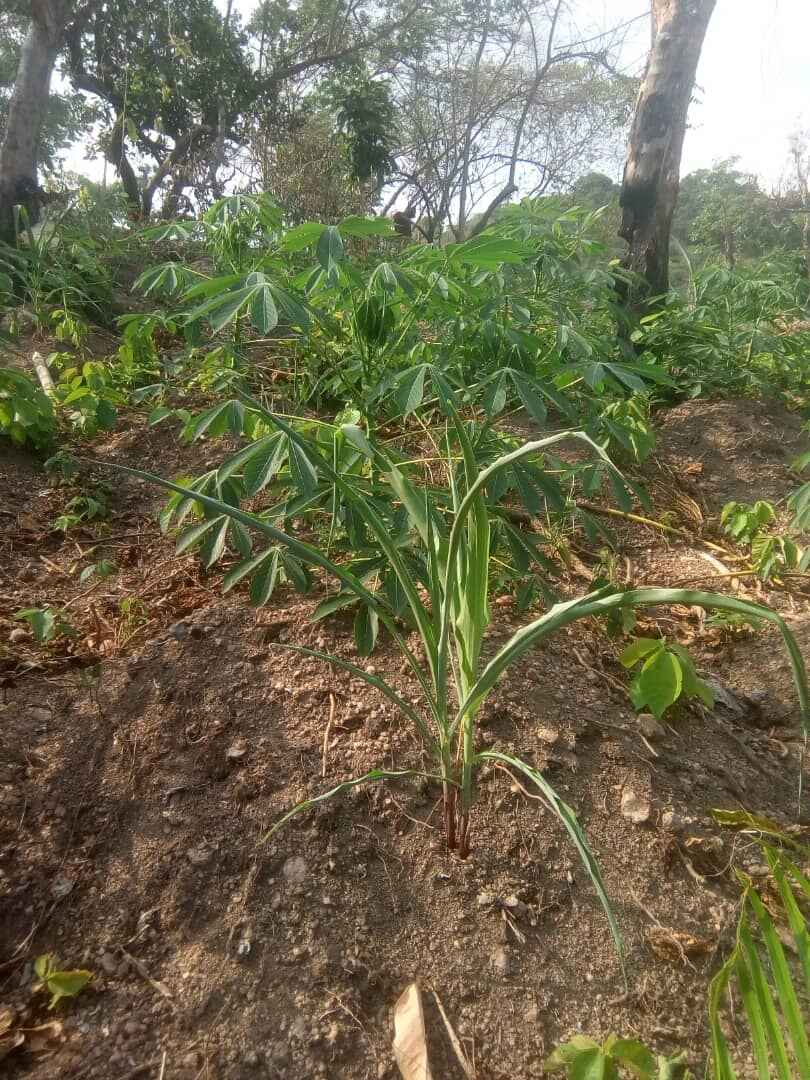  Sam and precious Farm