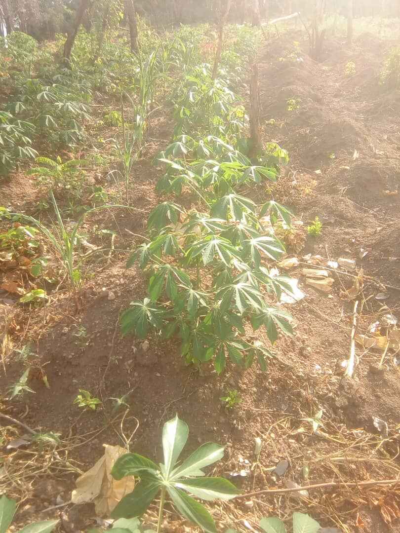  Sam and precious Farm