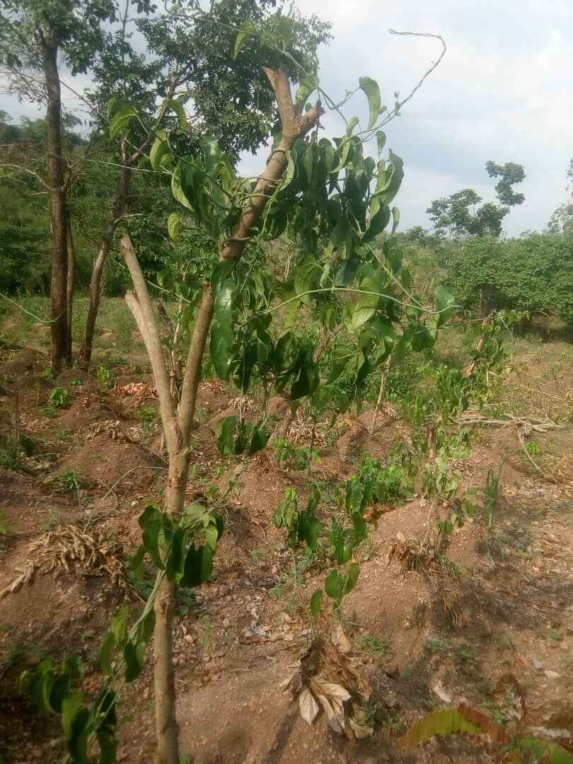  Sam and precious Farm