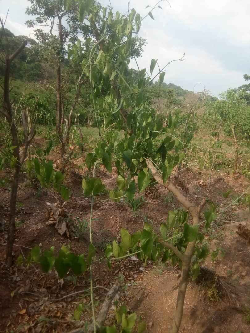  Sam and precious Farm